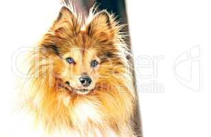 shetland sheepdog looks to the camera