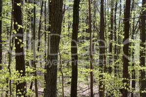 Wald im Frühling