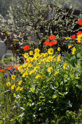 Garten im Frühling