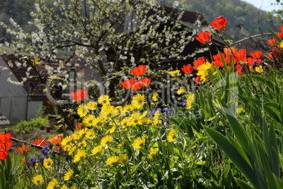 Garten im Frühling