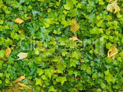 Green ivy background