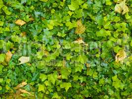 Green ivy background