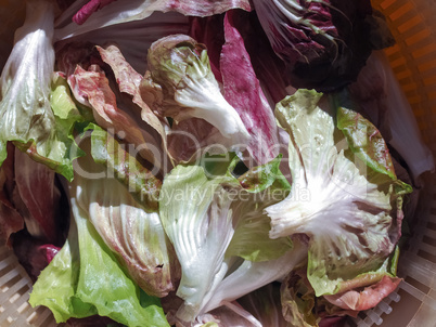 Red and green lettuce