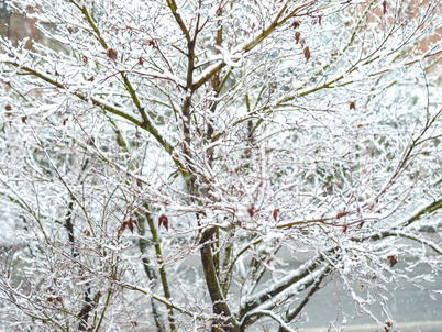Winter scene with snow - acer tree