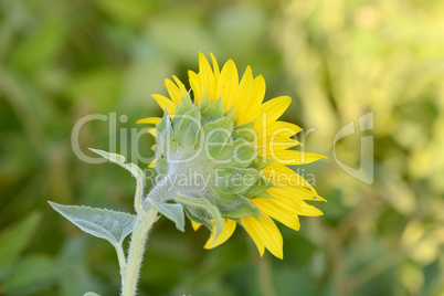 background picture of a sunflower field