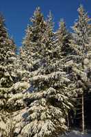 verschneite Bäume / snowy trees