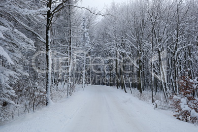 Waldweg im Winter / Forest road in winter