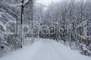 Waldweg im Winter / Forest road in winter