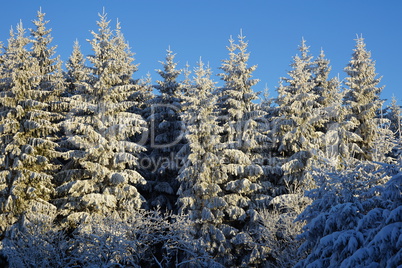 verschneite Bäume / snowy trees