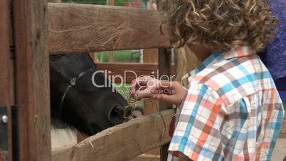 Boy And Sister Feeding Horse