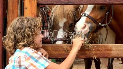 Boy Feeding Farm Horses