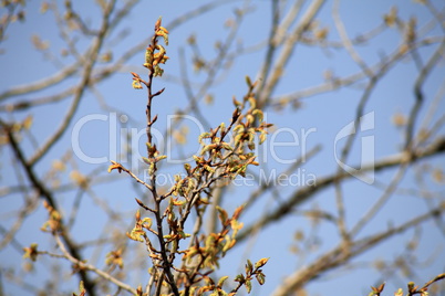 ament on tree at day