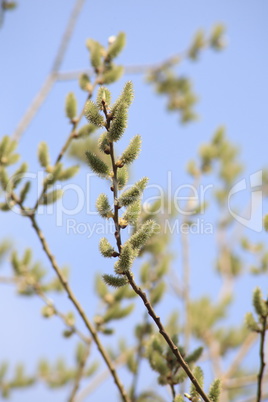 ament on tree at day