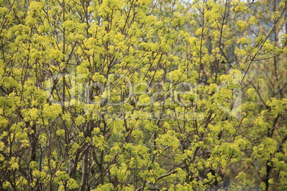 tree at spring day