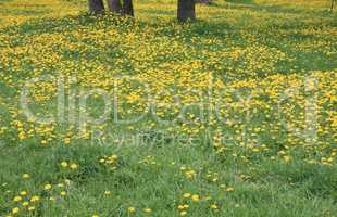 Dandelion at Spring day