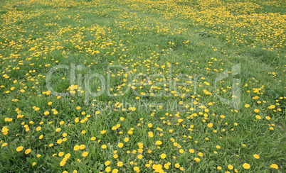 Dandelion at Spring day