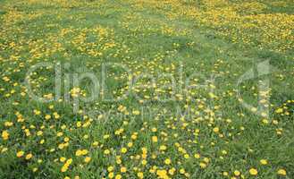 Dandelion at Spring day