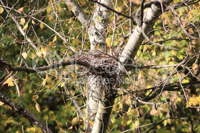 convolute nest on tree