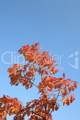 red oak leafs at autumn