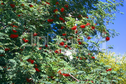 ashberry at dry sunny day