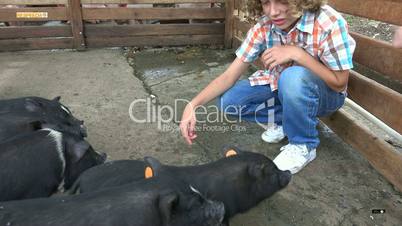 Boy At Pig Farm