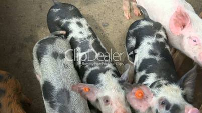 Piglets At Animal Farm