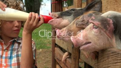 Boy Feeds Milk To Pigs