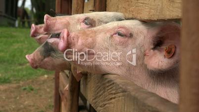 Pigs At Animal Farm