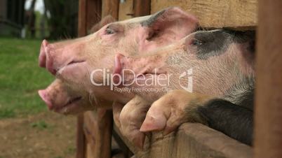 Pigs At Animal Farm