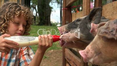 Editorial Of Boy Feeding Milk To Pigs