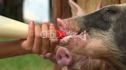 Feeding Milk To Hungry Pigs