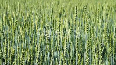 Green Wheat