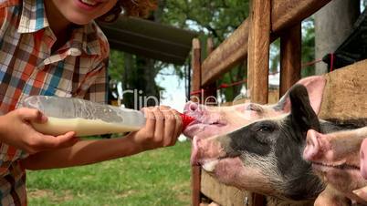 Boy Feeding Milk To Pigs