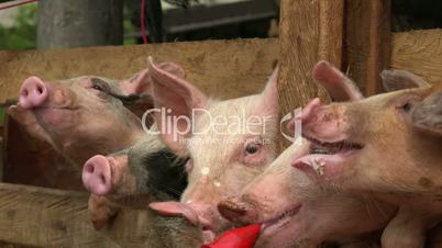 Pigs Feeding At Farm