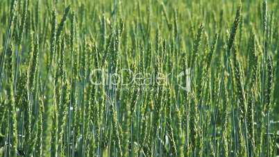 Green Wheat