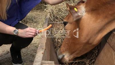 Cow Eating Hay At Farm