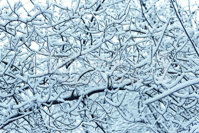 interlacing branches covered with snow in the background