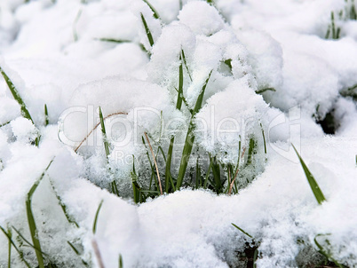 young shoots of grass under the snow close-up