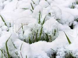 young shoots of grass under the snow close-up