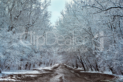 Country road in the winter forest
