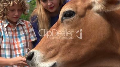 Cow At Cattle Farm