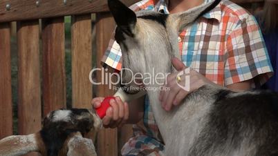 Boy Feeding Goats At Farm