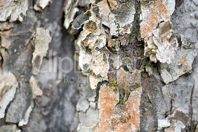 texture of bark wood use as natural background