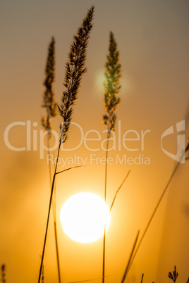 Grass landscape in the wonderful sunset light