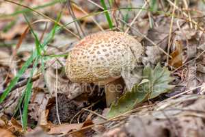 Edible Blusher fungi (Amanita rubescens)