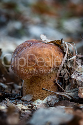 Porcini mushroom (Boletus edulis)  in the forest