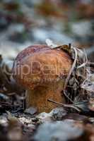 Porcini mushroom (Boletus edulis)  in the forest