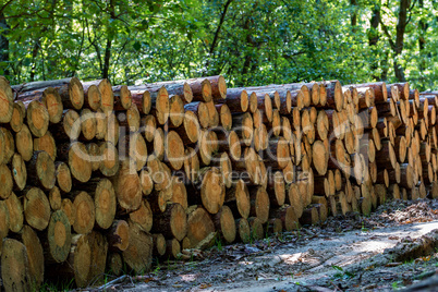 Big pile of wood in a forest road