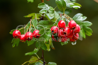 Mature nice red hawthorn berries