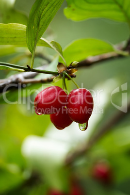 Cornelian cherry, European cornel or dogwood